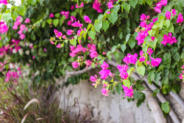 Colorful flowers of bougainvillea bush in garden