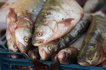 Fresh fish on an open market stall on sale.