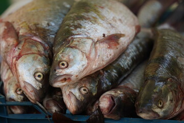 Fresh fish on an open market stall on sale.
