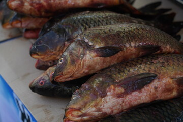 Fresh fish on an open market stall on sale.