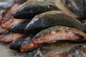 Fresh fish on an open market stall on sale.