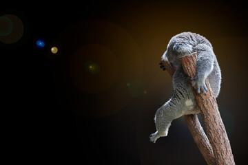 An Australian Koala in its favourite position, napping in the fork of a eucalyptus tree, set against a dark background for effect with clipping path. © IKT224