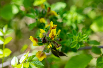 Cytisus hirsutus flower growing in forest, close up	