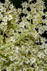 Sambucus nigra growing in meadow, close up	