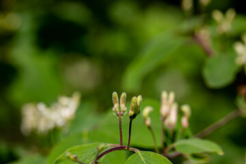 Lonicera xylosteum flower growing in meadow, macro