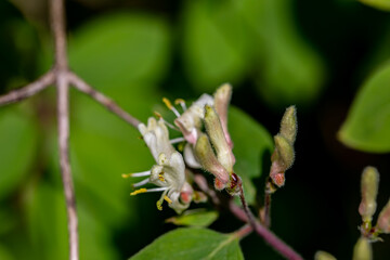 Lonicera xylosteum flower growing in meadow, macro