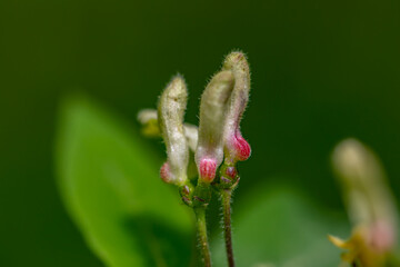 Lonicera xylosteum flower growing in meadow, macro