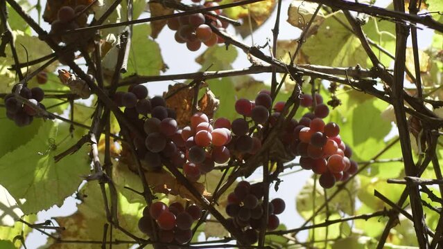 Grapes on a garden farm on a sunny day, close-up.