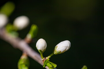 Prunus spinosa flower growing in meadow, close up	