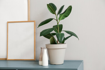 Houseplant with vases and blank frames on table near grey wall