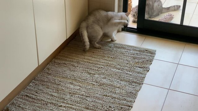 Cute small shade kitten. Cute little shade kitten playing with his mouse indoor. persian cat. Chinchila.