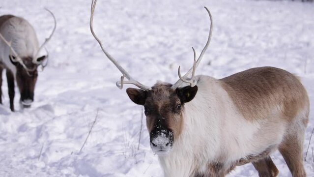reindeer watching you and walking towards camera
