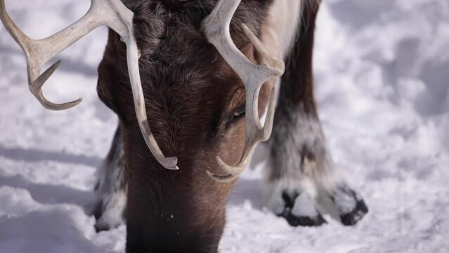 reindeer foraging in snow closeup