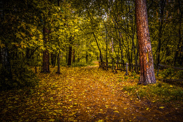 Walking through the autumn forest on a quiet day.