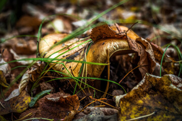 Mushroom under fallen leaves in the autumn forest close-up.