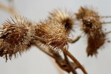 dried burdock seeds on a stalk in autumn close-up