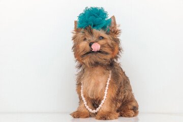 cute yorkshire terrier dog wearing beads collar