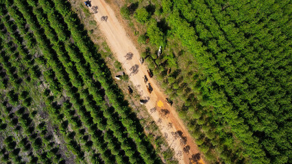 Aerial view of a herd of cows walking on a dirt road in a rural pasture in the morning. Beautiful green area of farmland or eucalyptus plantations with herds in the rainy season of northern Thailand.