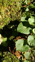 wild grass in the forest