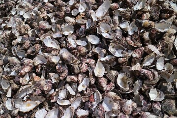 Empty oysters on a pile