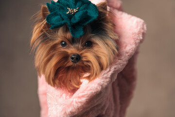 sweet yorkshire terrier puppy wearing hat and being held in the air in a sack