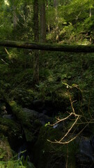 stream in the forest