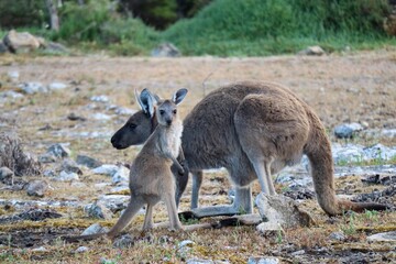 Grey kangaroo with young joey kangaroo in Australia
