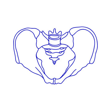 Human male pelvic bones. Vector, outline, anatomical, hand drawn illustration on white background.