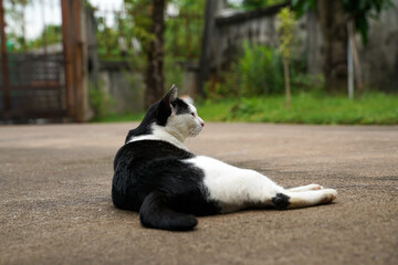 Black and white cat out on wet ground.