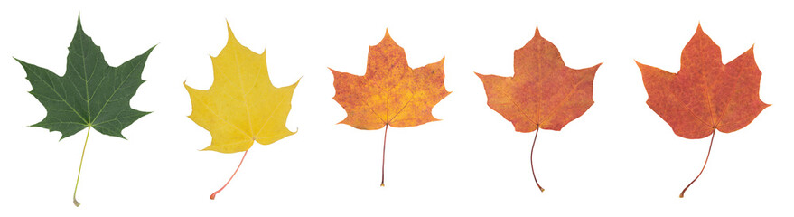 A set of colorful autumn leaves from a maple tree