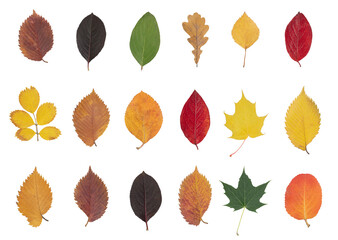 A set of colorful autumn leaves from different trees and bushes