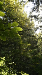 green leaves in the forest