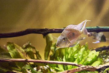 Geophagus is a genus of freshwater fish from the family of cichlids of the order perch - like