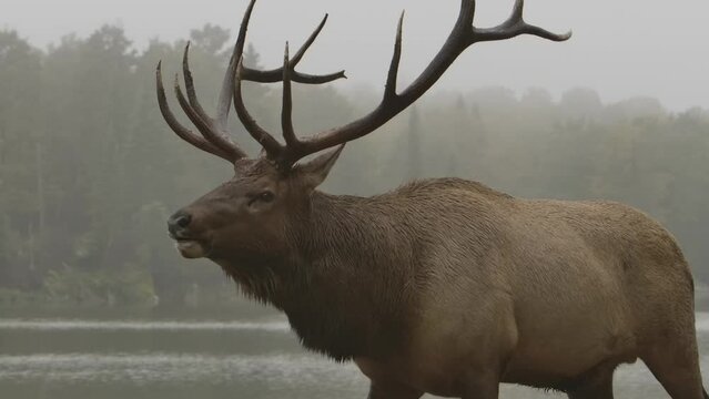 elk bull calling out during mating rut walking alongside lake misty day