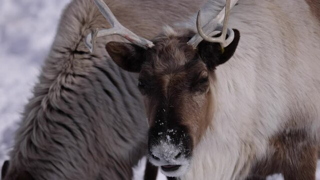 reindeer licking lips and nose full of snow