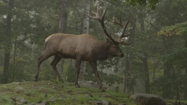 elk bull walking into beautiful misty forest slomo