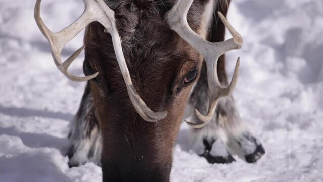 reindeer hooves rack focus to head then back to hooves