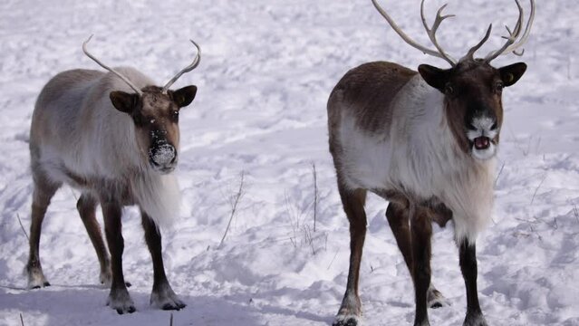 reindeer chewing food winter cute animals