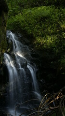 Fototapeta premium waterfall in the forest