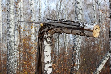 sawn tree trunk broken by the wind