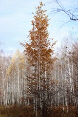 Fototapeta premium lonely birch in the forest in late autumn