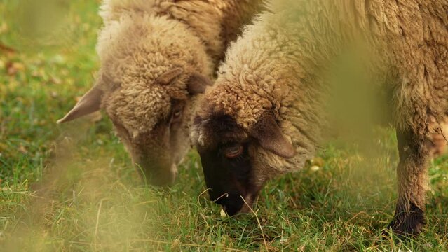 Sheep grazing in a meadow in the heart of the mountains. Scene captured on a traditional sheep farm. 4k farm animals video.