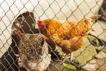 Brown and gray hens walks and feeding in a closed outdoor aviary. Domestic poultry farm with eco chicken meat and eggs.