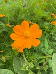 Orange Sulfur Cosmos Flower with selective focus