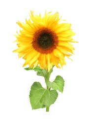 Sunflower. Isolated on white background