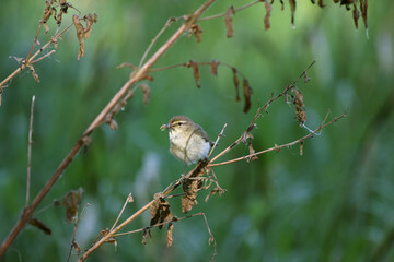 The willow warbler (Phylloscopus trochilus) is a very common and widespread leaf warbler, in low vegetation.