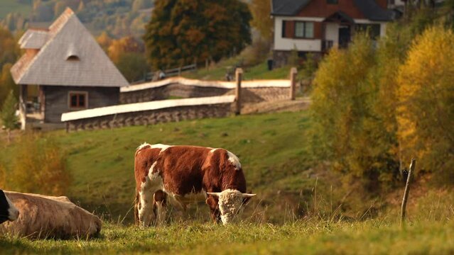 Cow grazing grass on a hill in the heart of the mountains in autumn landscape against an authentic house cottage. Traditional village scene with farm animals. 4k video.