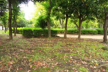 枯れ葉散る秋の公園風景