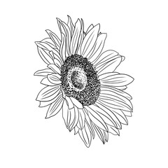 Minimalist Sunflower bloom in black and white line drawing 