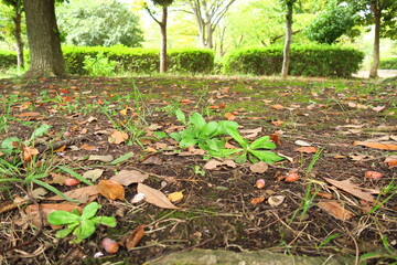 枯れ葉散る秋の公園風景